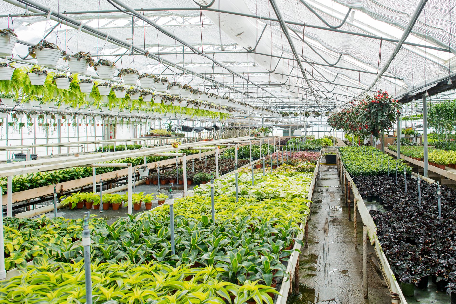 Plant Nursery