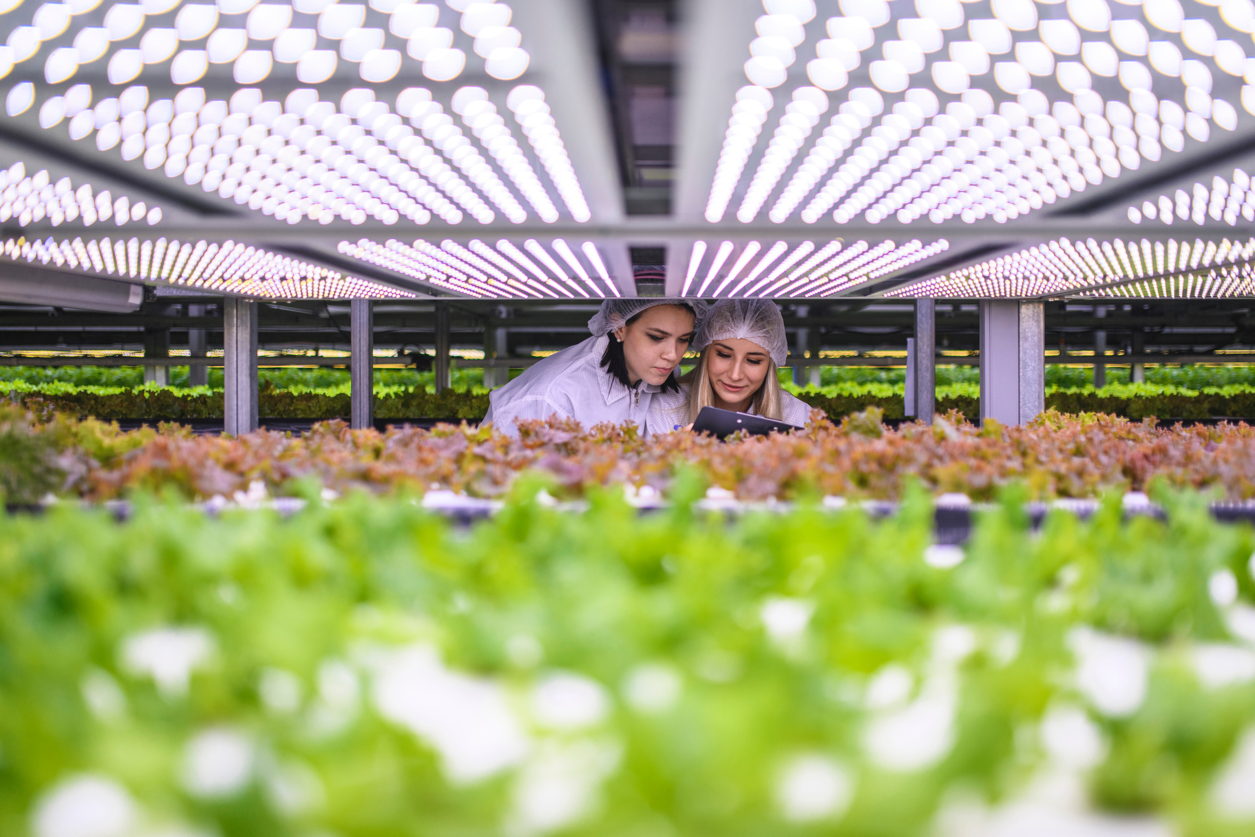 Female Agri-tech Specialists Examining LED Lit Lettuce Crops